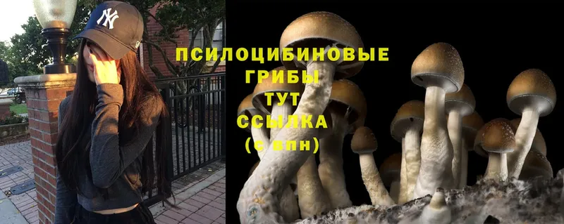 Галлюциногенные грибы Magic Shrooms Старая Русса